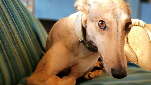 Sarah kleines Chortaj-Mädchen